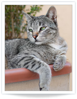 feline hyperthyroidism treatment centers