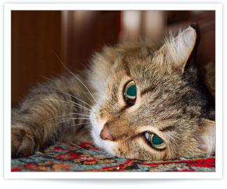 Feline Hyperthyroidism is a common thyroid problem in cats
