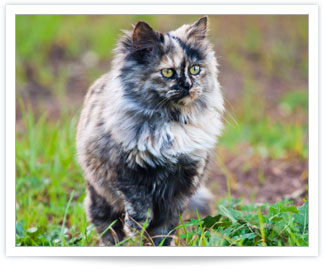 Hyperthyroidism in felines cured with radioactive iodine