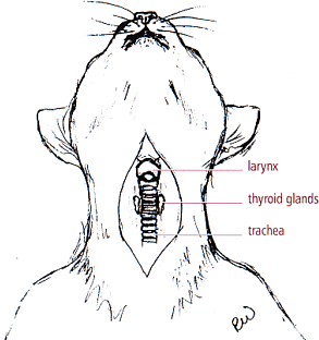 Cat Hyperthyroidism | Feline Thyroid Anatomy