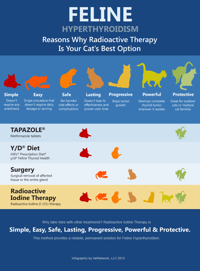 Feline Hyperthyroid Treatment Options Treating Cat Hyperthyroidism