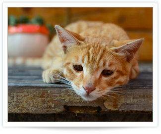 Feline Hyperthyroidism is a common thyroid problem in cats